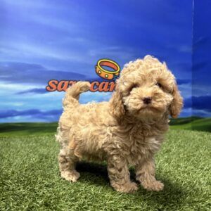 Maltipoo macho