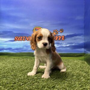 Cavalier Macho