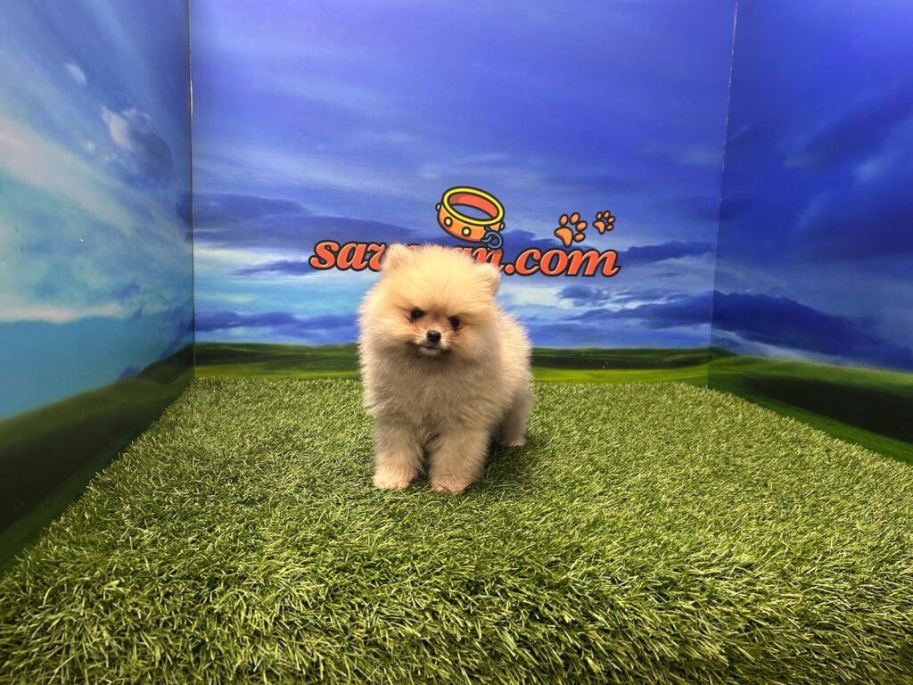 Lulú de Pomerania Macho