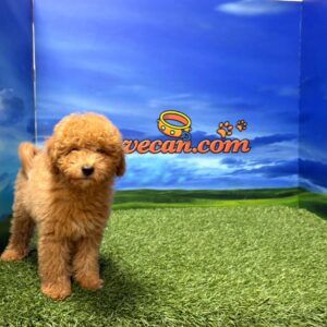 Caniche macho