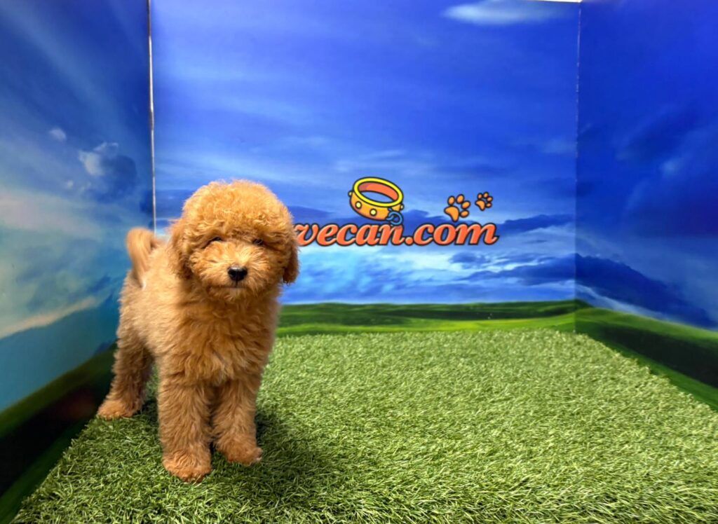 Caniche macho