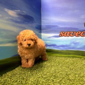 Caniche macho