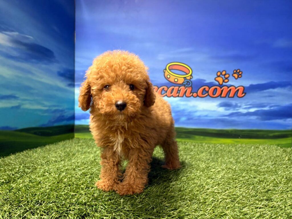 Caniche hembra
