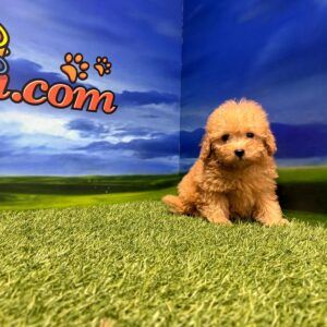 Caniche macho toy