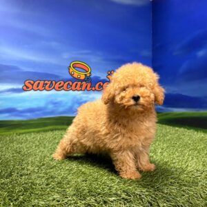 Caniche macho toy