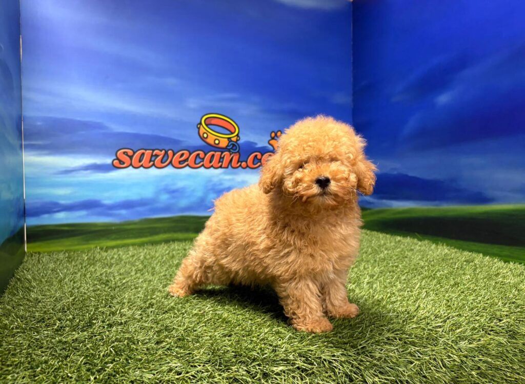 Caniche macho toy