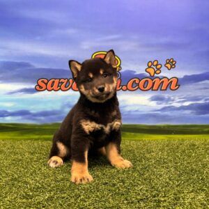 Shiba Inu Macho