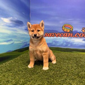 Shiba Inu hembra