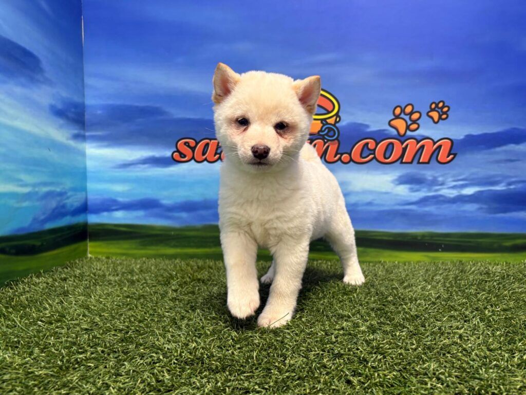 Shiba Inu hembra