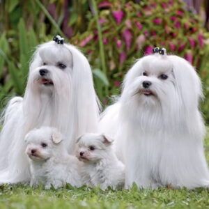 Bichón Maltés