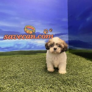 Shih Tzu hembra