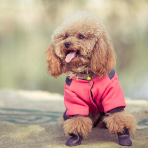 Maltipoo
