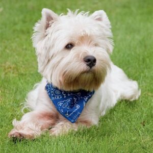 West Highland