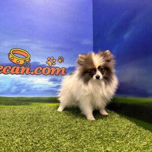 Lulú de Pomerania Macho