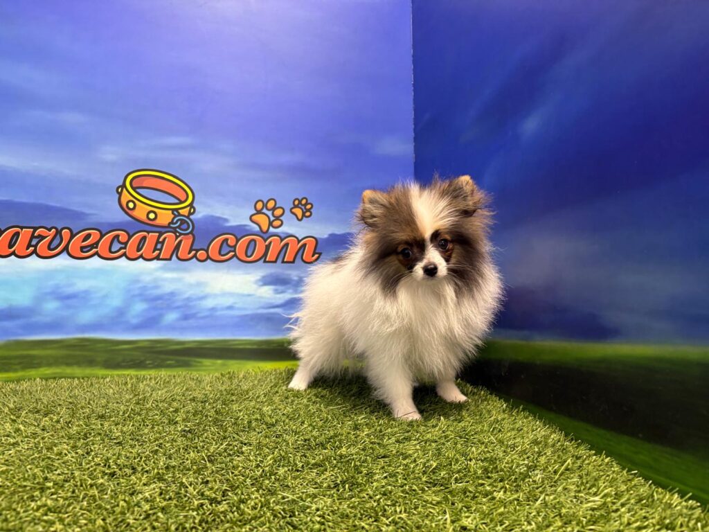 Lulú de Pomerania Macho