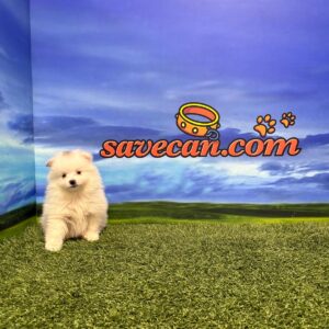 Spitz Aleman Macho