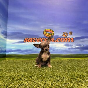 Chihuahua macho blue