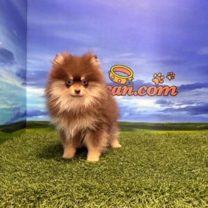 Lulú de Pomerania macho
