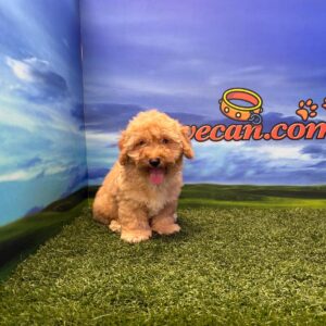 Maltipoo macho