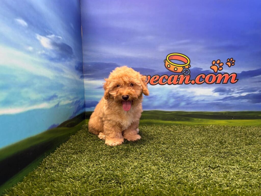 Maltipoo macho