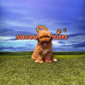 Maltipoo macho