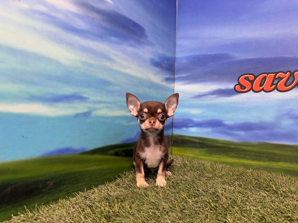 Chihuahua macho toy