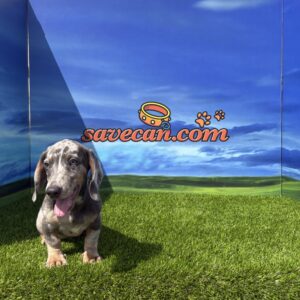 Teckel Macho Blue Merle