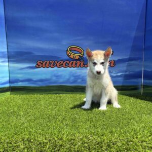 Siberian Husky macho
