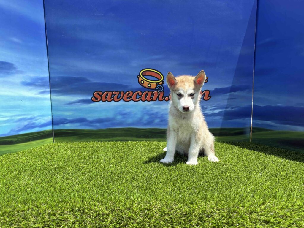 Siberian Husky macho