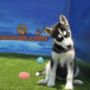 Siberian Husky Hembra
