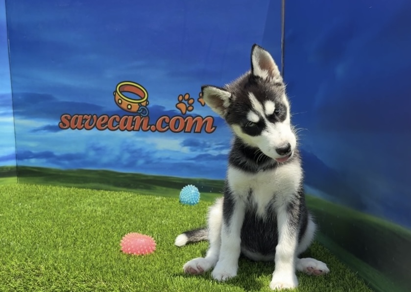 Siberian Husky Hembra