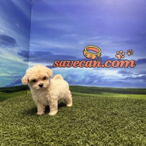Maltipoo macho