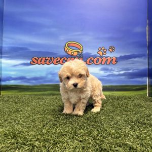 Maltipoo macho