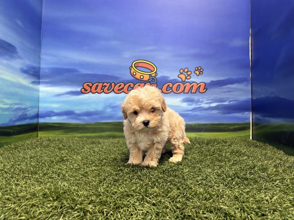 Maltipoo macho