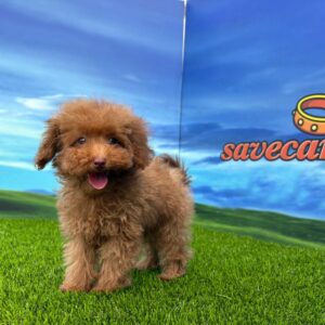 Caniche hembra toy