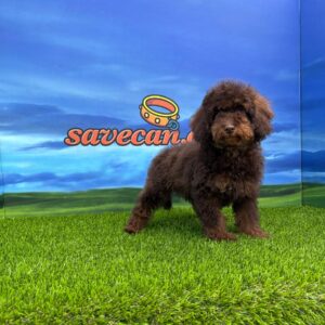 Caniche macho