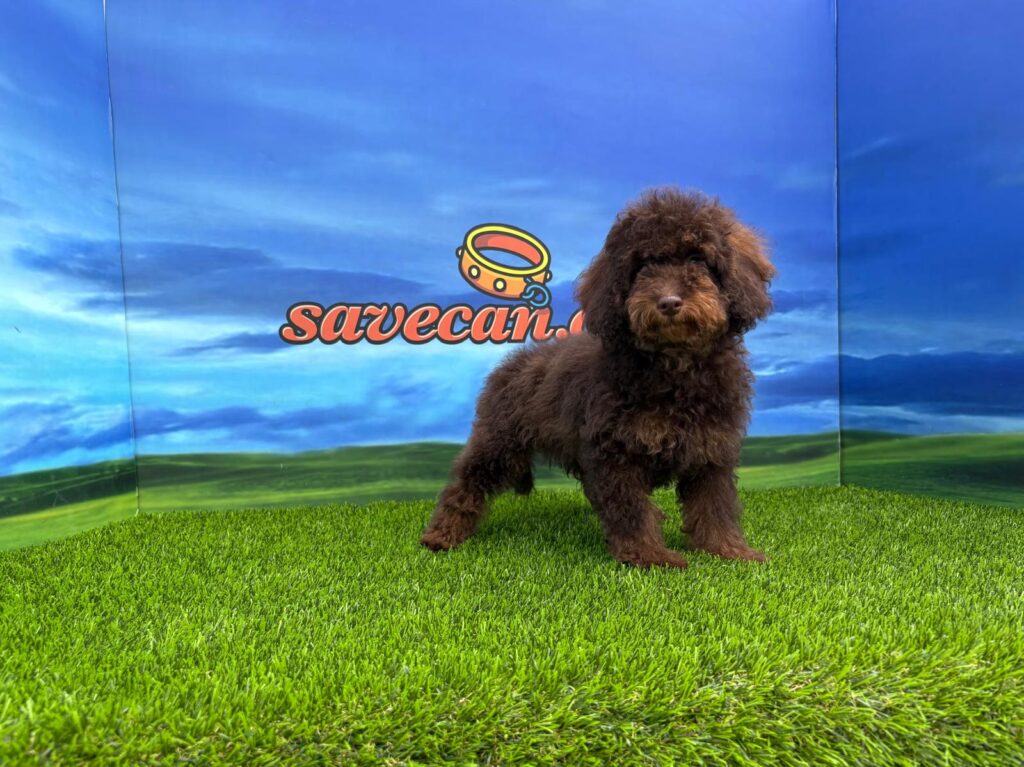 Caniche macho