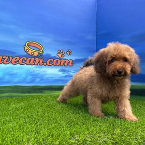 Caniche macho