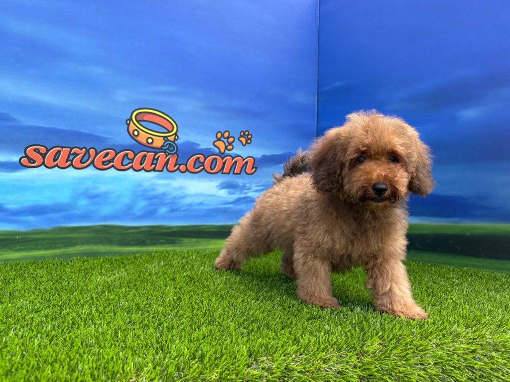 Caniche macho