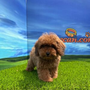Caniche hembra