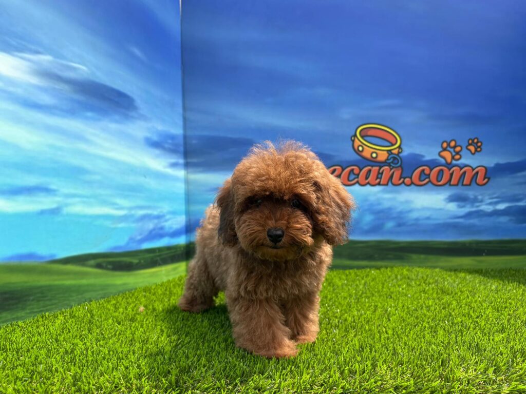 Caniche hembra