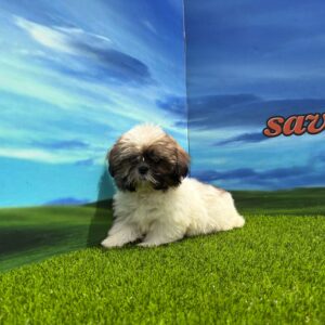 Shih Tzu hembra