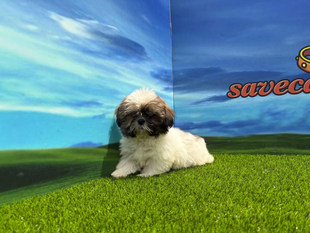 Shih Tzu hembra