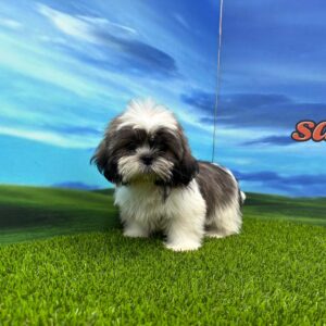 Shih Tzu macho