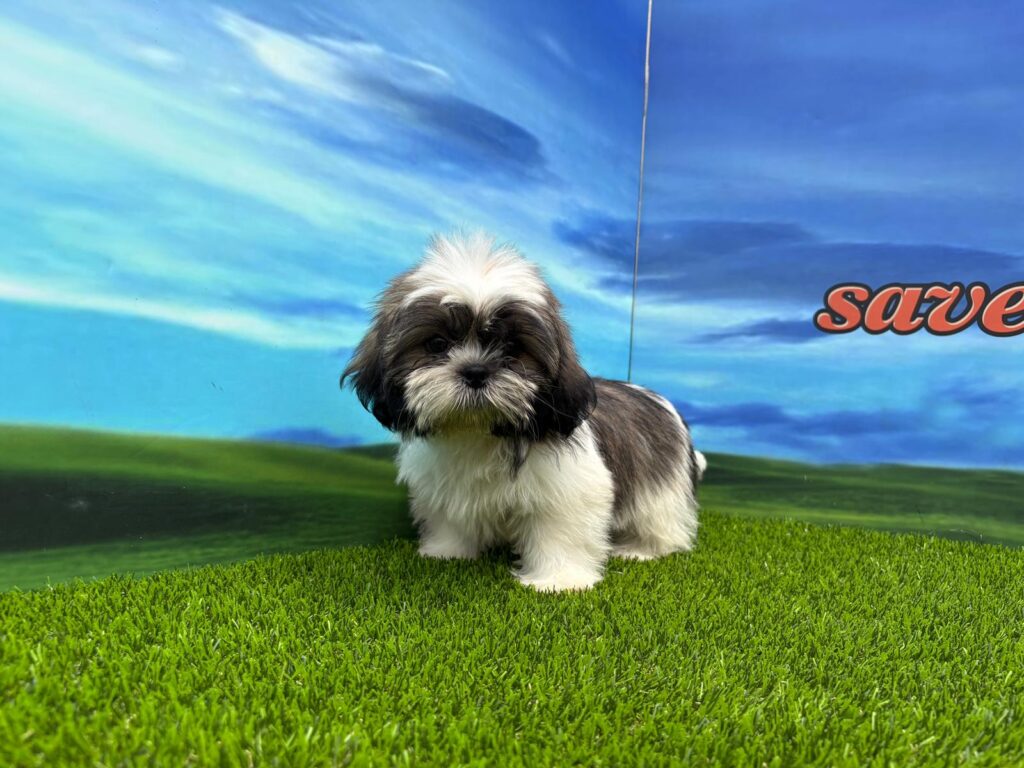Shih Tzu macho