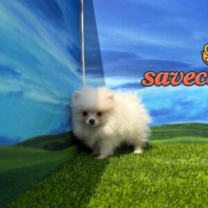 Lulú de Pomerania macho