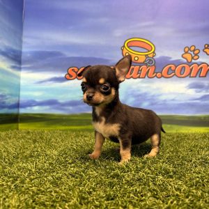 Chihuahua macho