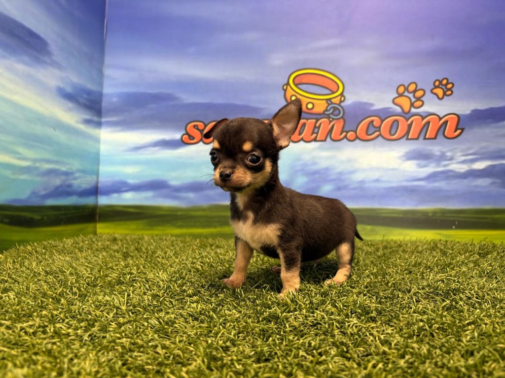 Chihuahua macho