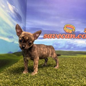 Chihuahua hembra
