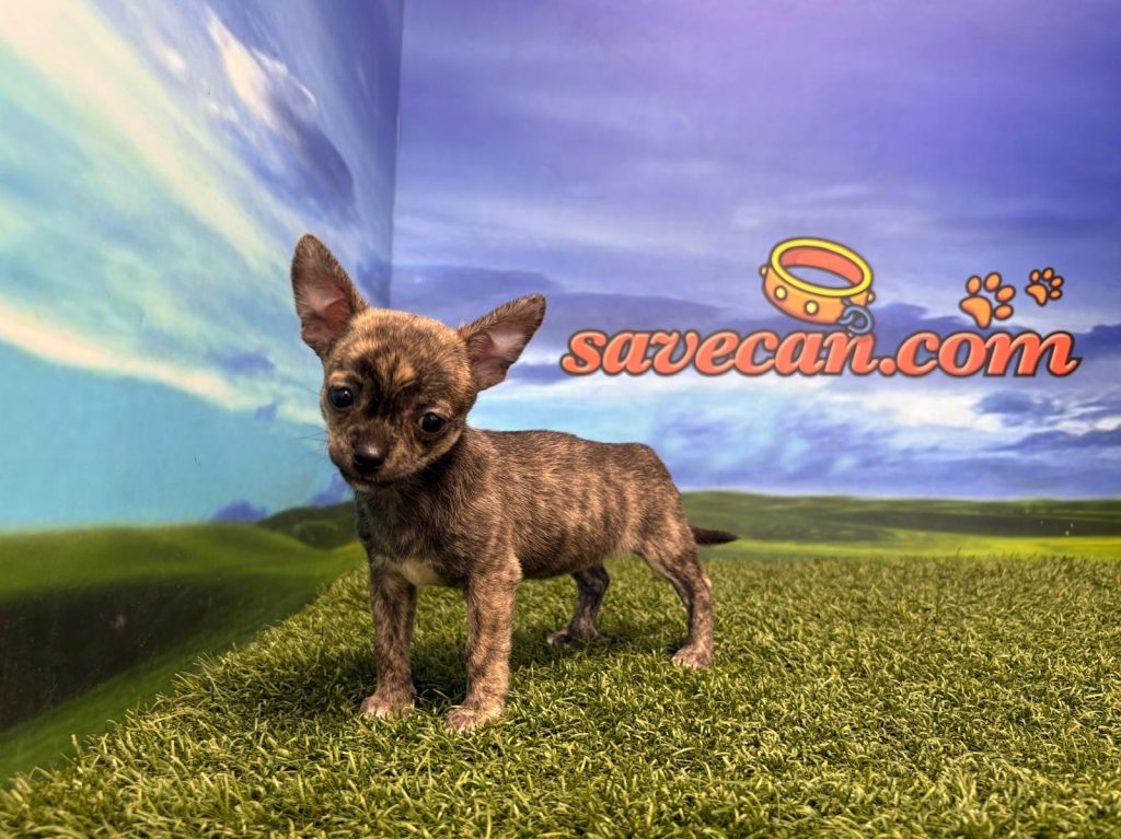 Chihuahua hembra